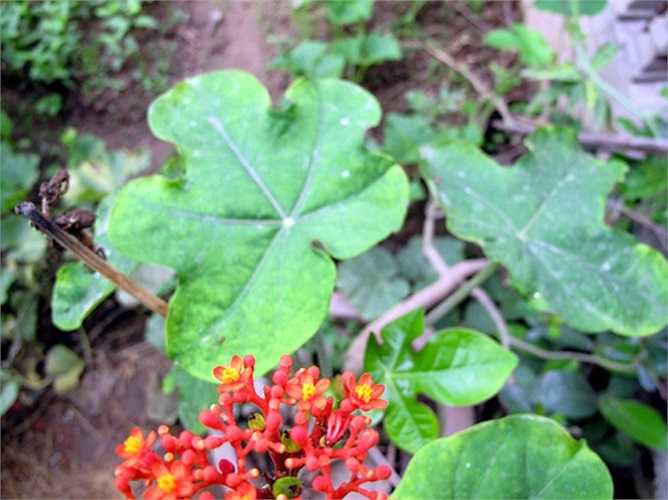 Trên toàn thân cây, đặc biệt là củ và hạt của cây ngô đồng (tên khoa học là Jatropha podagrica) có chứa chất độc curcin gây chóng mặt và buồn nôn nếu ăn phải. 