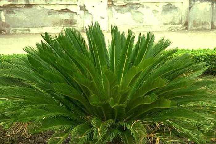 Vạn tuế: Vỏ, ngọn và hạt cây đều chứa chất độc có thể gây ung thư hoặc rối loạn thần kinh mãn tính. Các nhà khoa học khuyên không nên tiếp xúc thường xuyên hoặc đặt cây vạn tuế trong phòng kín bởi nó có thể gây bệnh, ngộ độc, thậm chí tử vong.