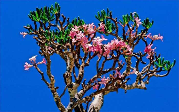 Mặc dù có hình thù đẹp đẽ, nhưng hoa hồng sa mạc (Adenium obesum) là loài cây bạn nên tránh xa khi bắt gặp. Được tìm thấy trên mảnh đất khô cằn ở châu Phi và Ả-rập, độc tố của nó được các thổ dân sử dụng để bôi vào mũi phi tiêu. Nếu bị dính tên có độc tố, một động vật sẽ chết ngay tức khắc.