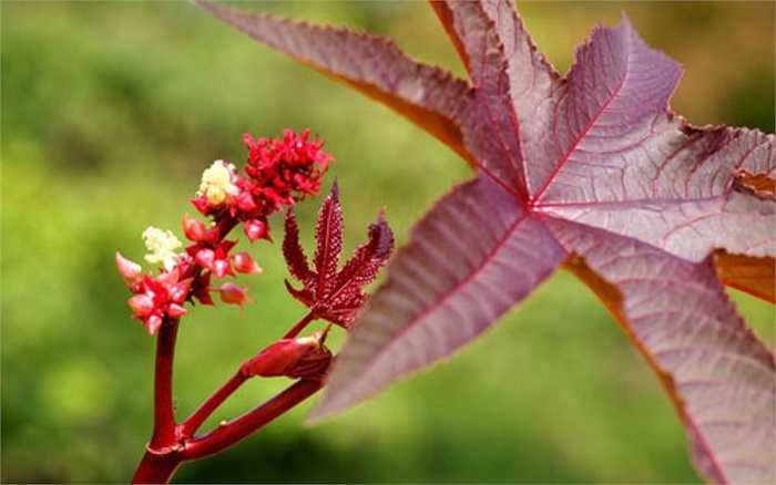 Chỉ 4 hạt của cây thầu dầu (Ricinus communis) cũng đủ giết người. Hạt loài cây này chứa chất độc rixin tự nhiên, gây ra triệu chứng buồn nôn, tiêu chảy, co giật và làm nạn nhân thiệt mạng nếu không được điều trị. Dưới thời Mussolini, nhiều người bị tra tấn bằng việc bắt ép ăn cây thầu dầu.