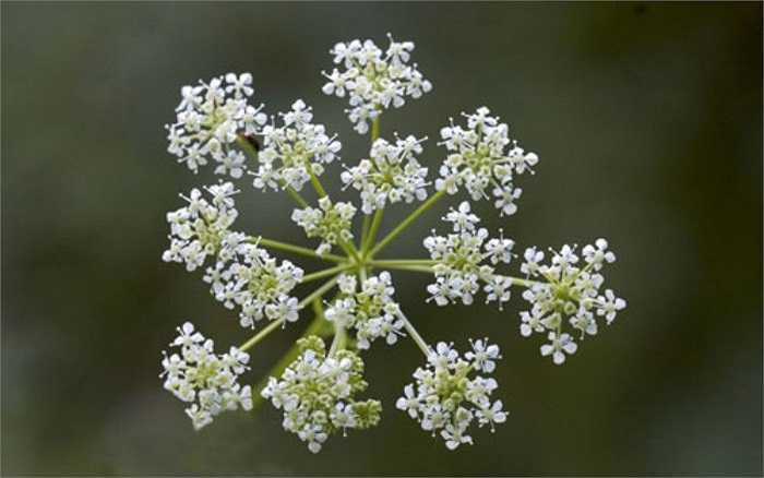 Cây độc cần (Conium) là loài cỏ dại sống lâu năm và có độc tố cao. Chỉ cần một ít hạt hay lá của nó cũng đủ gây tử vong cho con người. Đây được xem là một trong những loài cây nguy hiểm nhất ở Bắc Mỹ.