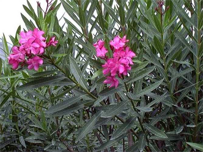 Trúc đào: Tên khoa học là Nerium oleander. Toàn thân Trúc đào đều có chất cực độc Oleandrin, Neriin. Người ta có thể bị ngộ độc do chạm vào cây hoặc nuốt phải. Nhẹ thì gây buồn nôn, ói mửa, tiêu chảy, rối loạn nhịp tim, nặng thì có thể mất kiểm soát cơ thể, hôn mê. Nếu không xử lý kịp thời sẽ dẫn đến tử vong. 