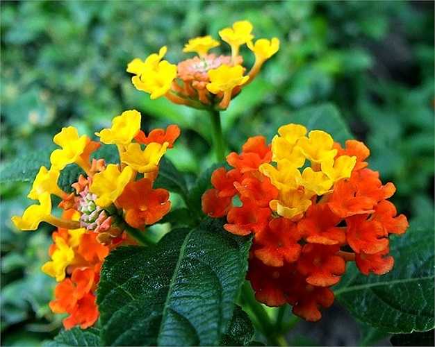 Thơm ổi: Tên khoa học là Lantana spp. Quả có chất độc Lantanin alkaloid Hoặc lantadene A gây bỏng rát đường ruột, giãn cơ, rối loạn tuần hoàn máu và có thể dẫn đến tử vong.