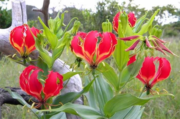 Ngoắt nghẻo: Tên khoa học là Gloriosa superba. Củ và hạt cây có chất kịch độc Colchicine và một số alkaloid khác mà nếu ăn vào sẽ gây tê lưỡi, làm cho cơ thể mất cảm giác, nặng thì hôn mê và nếu không xử lý kịp thời sẽ dẫn đến tử vong.