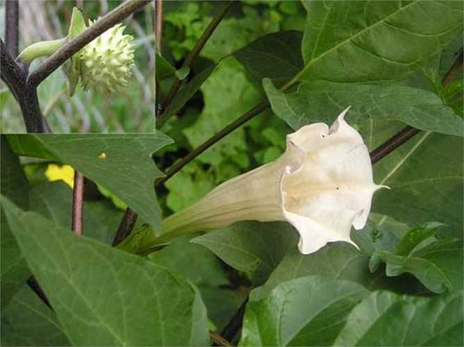 Cà độc dược, một số loại cà kiểng, hoa Lưu ly: Tên khoa học là Datura metel, thuộc họ cà Solanaceae. Tiếp xúc qua da với bất kì vị trí nào trên cây đều có thể gây nổi mẩn đỏ, ngứa, chóng mặt, nhức đầu, thấy ảo giác, hôn mê và có thể gây mù mắt hoặc tử vong.