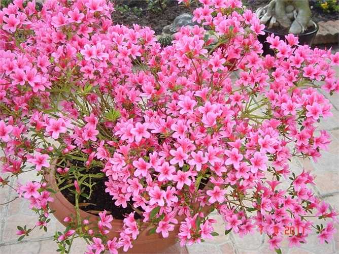 Cây Đỗ quyên: Tên khoa học là Rhododendron occidentale. Tất cả các bộ phận của cây đều có chất độc Andromedotoxin và Arbutin glucoside. Người bị ngộ độc do loại cây này thường có triệu chứng buồn nôn, chảy nước dãi, ói mửa, uể oải, chóng mặt, khó thở, mất cân bằng. 