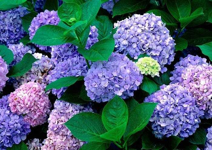 Hoa cẩm tú cầu: Lá và củ cây có chất độc, khi nhai hoặc ăn vào có thể gây tiêu chảy, ói mửa, thở gấp.