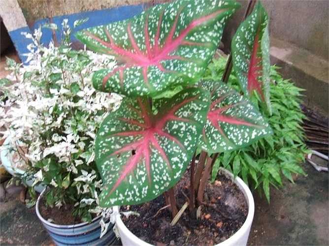 Cây môn kiểng: Loại cây này có tên khoa học là Caladium Hortulanum. Chất độc trong cây có thể gây bỏng rát vùng họng, dạ dày, ruột.