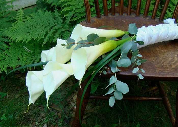 Hoa rum: Lá và củ chứa chất độc đường ruột Calcium oxalate. Khi ăn phải loại thực vật này có thể bị ói mửa, bỏng rát bề mặt niêm mạc. 