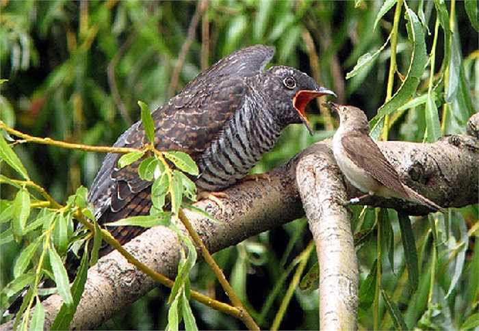 Chúng ta thường nghe câu ‘tu hú đẻ nhờ’, nhưng ít ai biết rằng, tu hú là một 'ác thú', vô trách nhiệm, lưu mạnh bậc nhất trong thế giới tự nhiên.