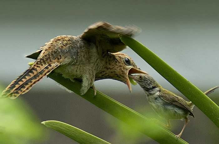 Với sự chăm sóc hết lòng của bố mẹ nuôi, tu hú non lớn nhanh như thổi, thậm chí thân hình còn to hơn cả bố mẹ nuôi.
