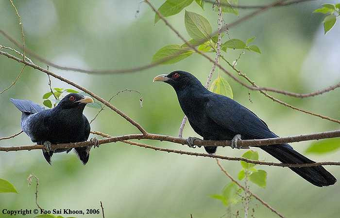 Khi đã đủ lông, đủ cánh, chúng bỏ đi không một sự đền đáp.