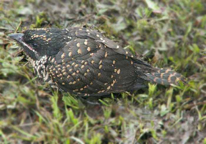 Tu hú, loài chim có bản năng của quỷ, có mặt nhiều ở các nước châu Á như Thái Lan, Trung Quốc, Lào, Campuchia... Chúng thường sống ở vùng đồng bằng và trung du.