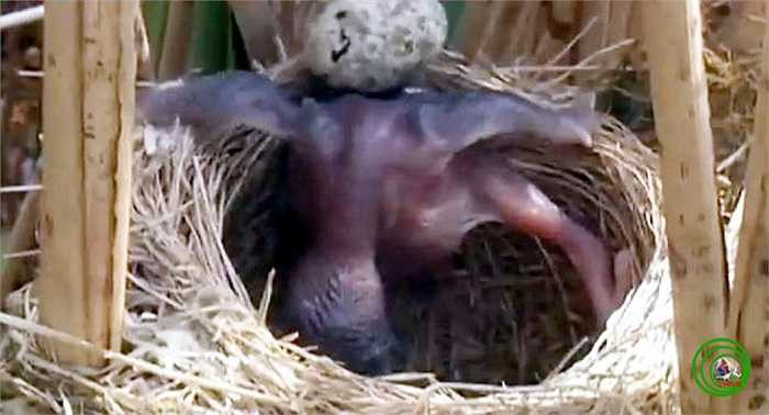 Con đực có màu lông đen thẫm, mắt có màu xanh, hai chân màu chì. Con cái lông có màu đốm sáng và nhỏ hơn con đực.