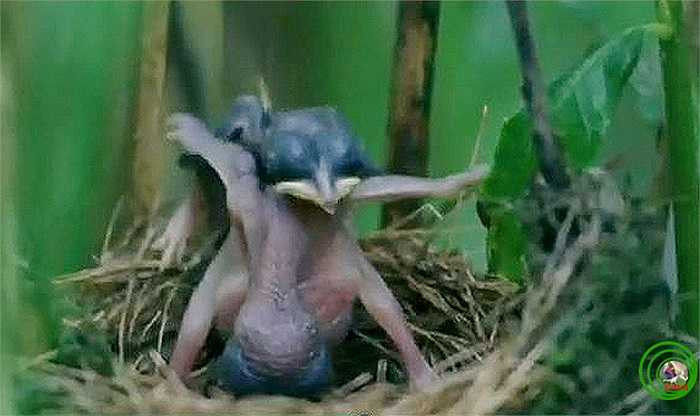 Để 'bào chữa' sự vụng về cho bà mẹ tu hú, giới khoa học cho biết, thức ăn của tu hú mẹ là các loài sâu có độc tố. Vì vậy, các con non sẽ gặp nguy hiểm khi ăn phải vì cơ thể chưa có khả năng miễn nhiễm.