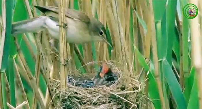 Vì vậy việc đẻ và nhờ loài khác nuôi hộ con của mình là việc làm cần thiết để tránh nguy hiểm cho con non, tạo môi trường thuận lợi duy trì nòi giống của mình.