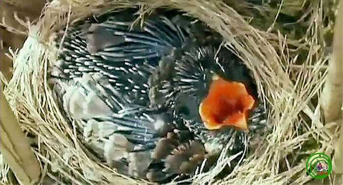 …nhưng đời sống của loài tu hú lại nằm ngoài quy luật tự nhiên đó. 