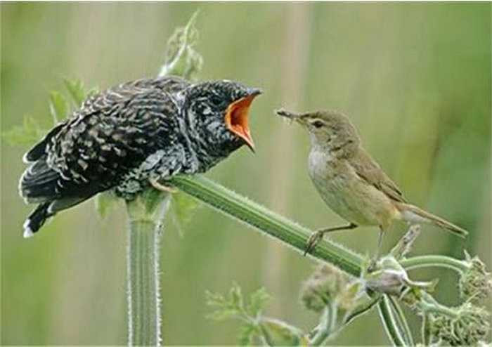 Mùa mưa, là lúc nhiều loài chim thực hiện bản năng duy trì nòi giống, trong đó có họ hàng chim chích. Cũng lúc này họ hàng 'ác thú' tu hú lại âm thầm thực hiện âm mưu tàn độc.