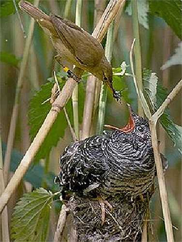 Những bà mẹ 'gian hùng' âm thầm, lén lút trèo vào tổ của kẻ khác và chén luôn trứng. Sau đó nó đẻ trứng của mình vào đó.