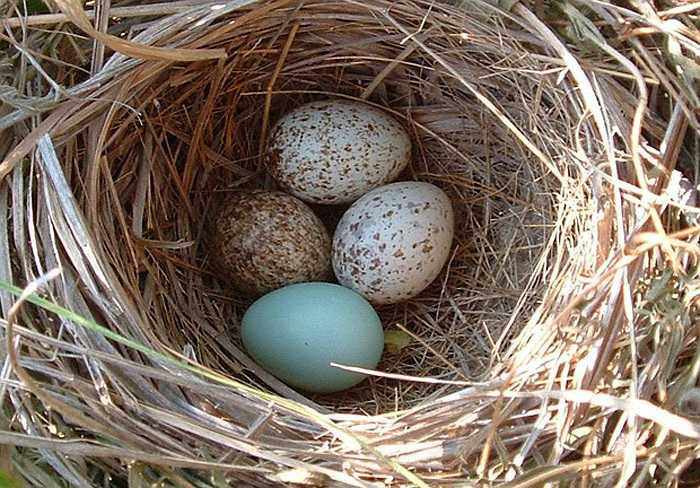 Quả trứng gần giống trứng của loài chim chích, khiến vợ chồng chim chích không thể nhận ra.
