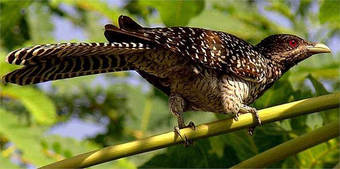 Bằng sự tinh quái, hu tú - kẻ đẻ nhờ còn nhận biết và tính toán được cả thời gian mà trứng của chúng sẽ nở.