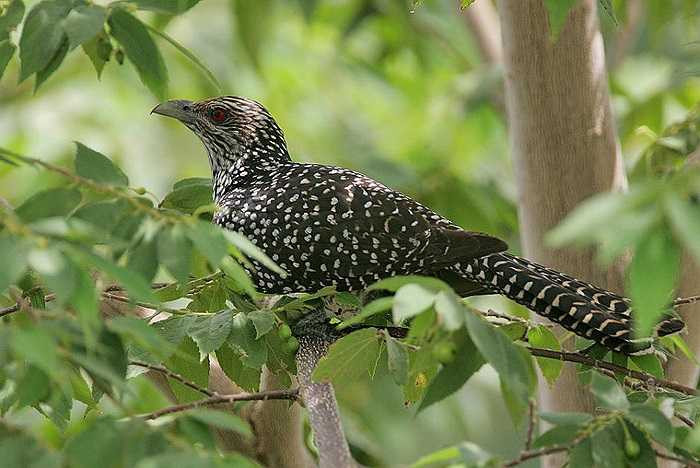 Hàng ngày, hai kẻ tội nghiệp ấp ủ cho mầm sống của kẻ khác đến khi chúng ra đời. Đến khi tu hú con còn chưa kịp mở mắt, chúng tiếp tục thể hiện bản chất tàn độc của mình.
