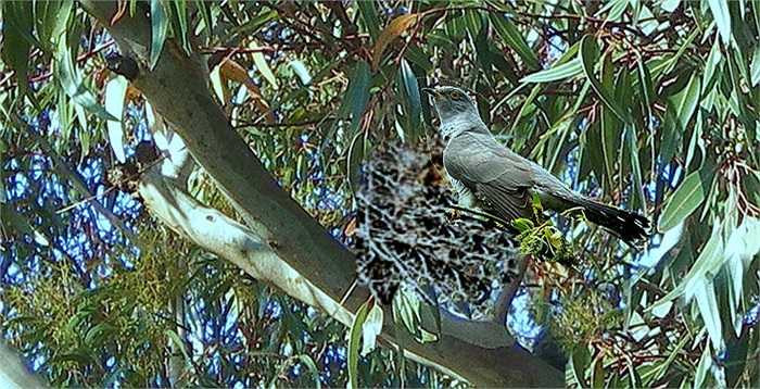 Chúng dùng sức mạnh của mình, tìm cách tiêu diệt dòng giống của bố mẹ nuôi bằng cách đẩy quả trứng và 'anh em' của chúng ra khỏi tổ nhằm mục đích độc quyền sự chăm sóc con mình.