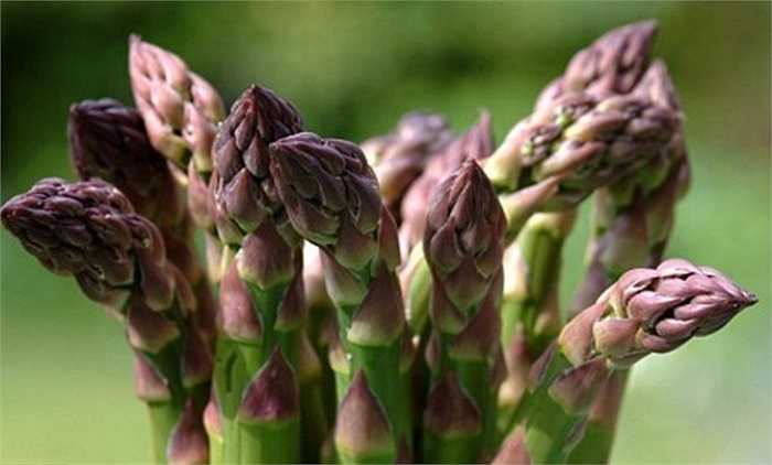 Về dinh dưỡng, măng tây có hàm lượng dinh dưỡng cao. Ngoài chất xơ, đạm, glucid, các vitammin K, C, A, pyridoxine (B6), riboflavin (B2), thiamin (B1), acid folid, các chất khoáng cần thiết cho cơ thể con người như: kali, magnê, canxi, sắt, kẽm...Rất tốt cho bà mẹ mang thai và còn là liều thuốc thiên nhiên rất hữu ích cho đời sống tình dục... 