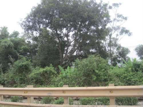 Nam thanh niên treo cổ tự vẫn bên quốc lộ