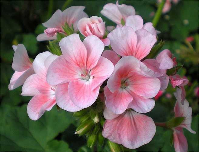 13. Phong lữ là một loại tinh dầu rất tốt để chăm sóc tóc và điều trị các bệnh về da. Nó có khả năng giữ ẩm cho da và tóc, tẩy sạch da. Ngoài ra, tinh dầu phong lữ còn giúp giảm stress, lo lắng, giúp tinh thần thoải mái, phấn chấn và dễ chịu. 