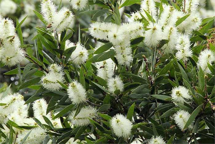 16. Tinh dầu tràm: Có tác dụng rõ ràng trong việc chữa ho, đờm, kích thích tiêu hóa, cảm mạo, các chứng phong tê thấp. 