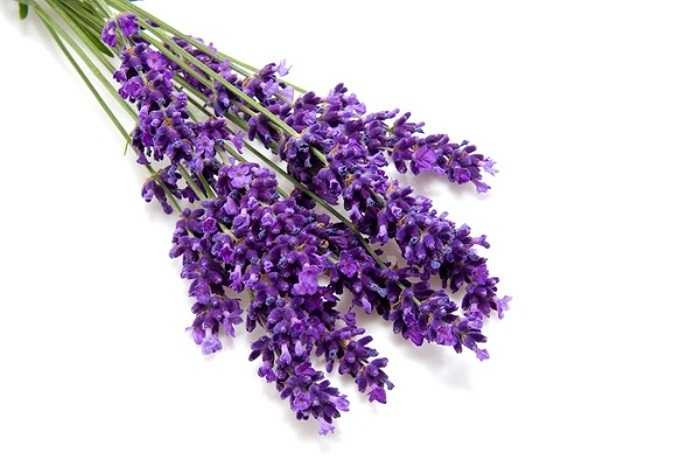 3. Tinh dầu nguyên chất oải hương (tinh dầu lavender) giúp cân bằng và chống stress, tốt cho hệ thống thần kinh, đặc biệt là chữa bệnh đau đầu và chứng mất ngủ. Hít mùi hương của tinh dầu này cũng có thể làm giảm triệu chứng tiền kinh nguyệt và giảm đau. 