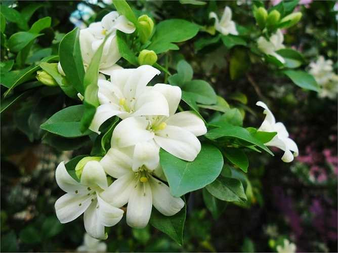 6. Tinh dầu của cây nguyệt quế: Rất hữu ích trong việc cải thiện hoạt động của hệ bạch huyết. Vài giọt tinh dầu này có thể làm giảm tình trạng sưng hạch bạch huyết và kháng nấm. 