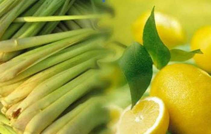 8. Tinh dầu sả chanh: Có tác dụng kích thích, sát trùng được dùng làm thuốc giải cảm, làm tinh thần phấn chấn, giải tỏa stress, chữa đau nhức đầu. Tinh dầu sả có tác dụng khử mùi, diệt khuẩn mạnh. 