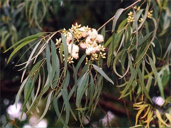 9. Theo một nghiên cứu của Đức, tinh dầu khuynh diệp (bạch đàn) giảm nghẹt mũi và áp lực đầu ở những người bị viêm xoang. 