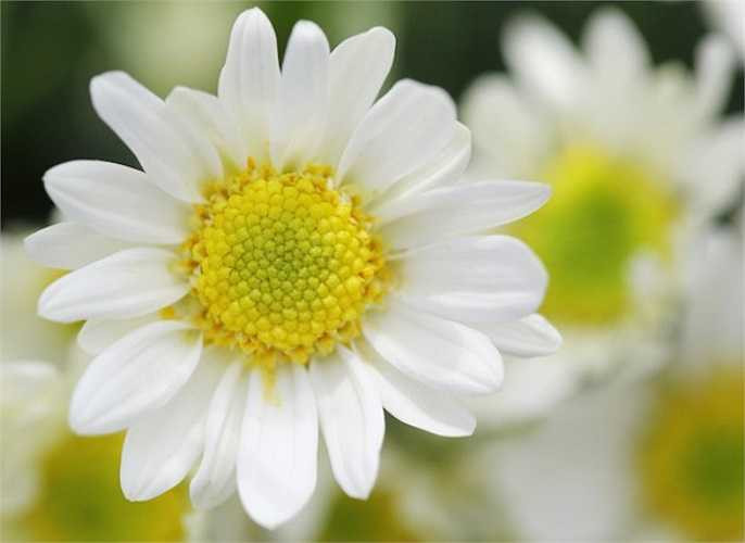 10. Tinh dầu hoa cúc nổi tiếng với tác dụng xoa dịu thần kinh và gây cảm giác buồn ngủ. Do đó, khi bạn mất ngủ, hãy cho vài giọt tinh dầu hoa cúc vào bồn nước ấm để tắm, bạn sẽ có giấc ngủ ngon.