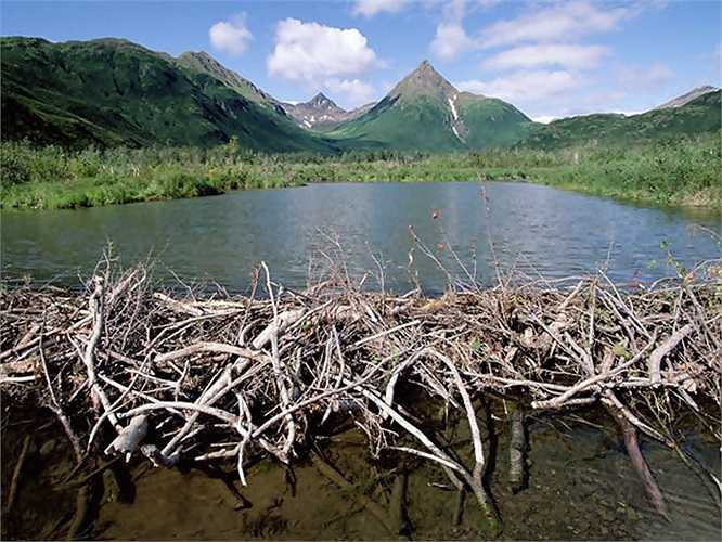 Hải ly xây dựng đập ngăn nước và những ngôi nhà cực kì ấn tượng. Chúng sử dụng cành cây và bùn để tạo ra ngôi nhà kiên cố chống lại kẻ thù.