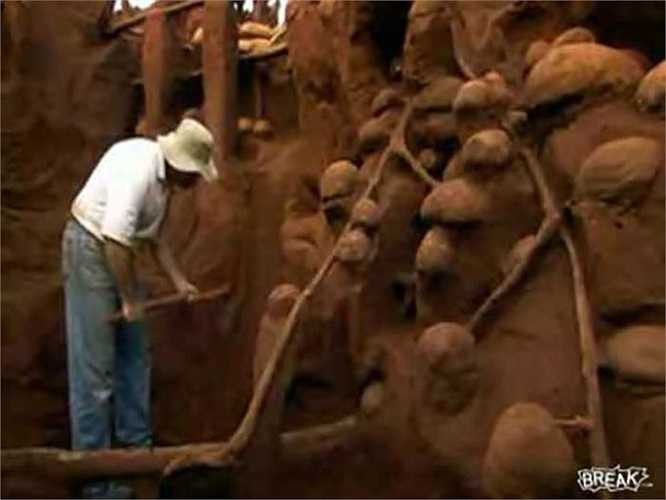 Tổ kiến lớn nhất trên thế giới được biết nằm ở miền Nam châu Âu và là nhà của 33 quần thể kiến cùng sống trong một đường hầm 3.731 dặm (6.004 km) trải dài dọc theo bờ biển Địa Trung Hải và Đại Tây Dương.