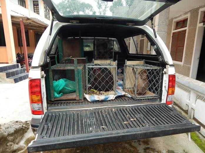 6 động vật quý hiếm cần được cứu hộ khẩn cấp