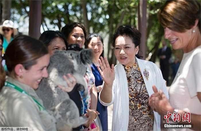 Gấu Koala là một loài thú có túi được xem như một biểu tượng của Úc