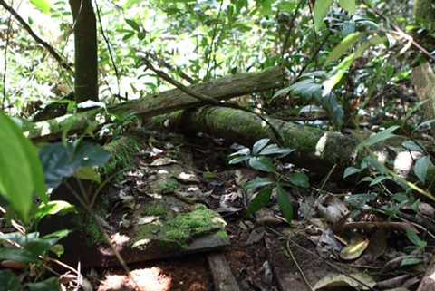 giáp ranh Đắk Lắk và Gia Lai, phá rừng, gỗ quý