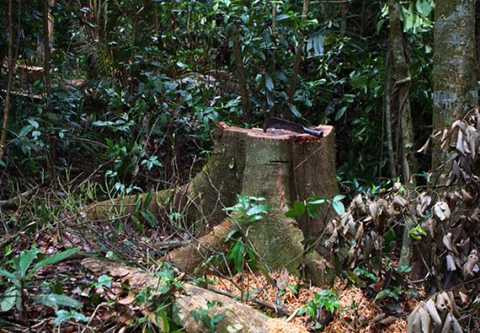 giáp ranh Đắk Lắk và Gia Lai, phá rừng, gỗ quý