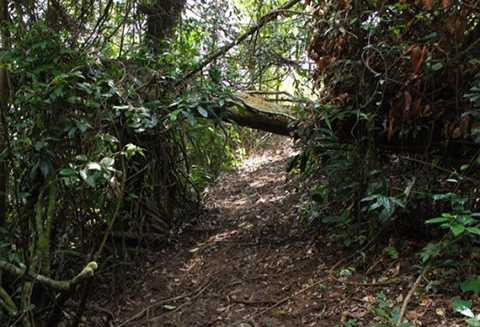 giáp ranh Đắk Lắk và Gia Lai, phá rừng, gỗ quý