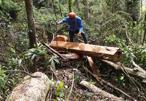 giáp ranh Đắk Lắk và Gia Lai, phá rừng, gỗ quý