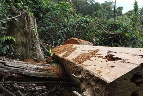 giáp ranh Đắk Lắk và Gia Lai, phá rừng, gỗ quý