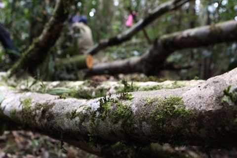 giáp ranh Đắk Lắk và Gia Lai, phá rừng, gỗ quý