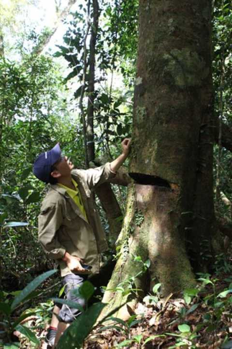 giáp ranh Đắk Lắk và Gia Lai, phá rừng, gỗ quý