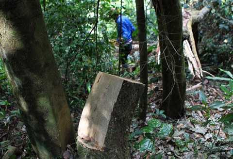giáp ranh Đắk Lắk và Gia Lai, phá rừng, gỗ quý