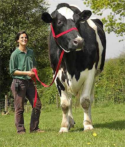 Con bò lớn nhất thế giới này có tên là Big Cow Chilli. Nó nặng hơn 1 tấn và cao 1m98.