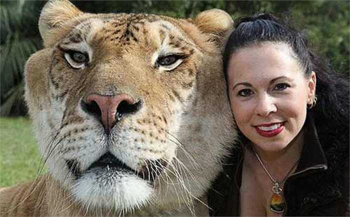 Con sư tử này hiện đang sống ở Miami, nặng 408 kg.